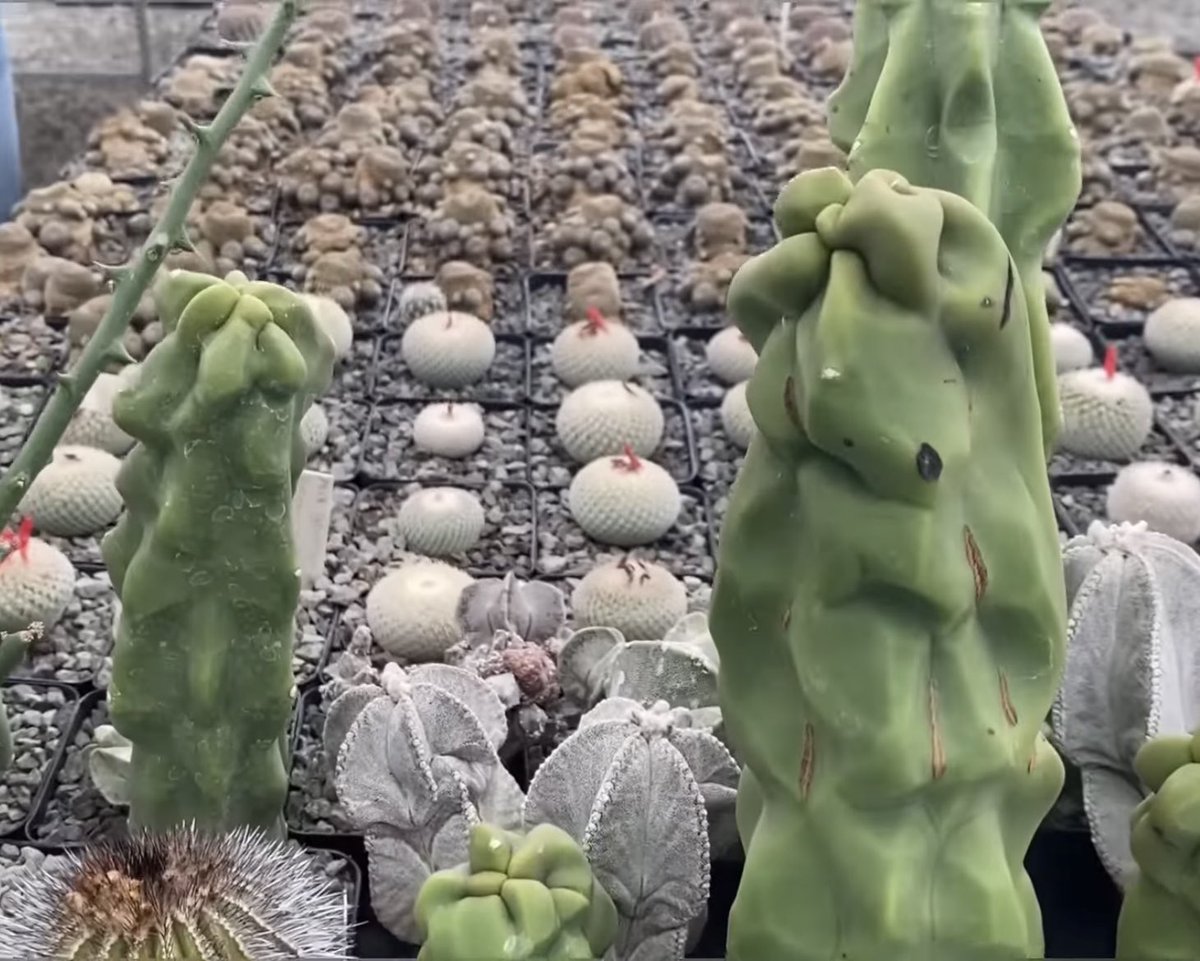 Succulent_Oso's tweet photo. Alguien conoce el ID de este cactus? 🙏🏻 Tiene cara de algún tipo de stenocereus 
*fotos tomadas de internet https://t.co/nGhzJeqof7