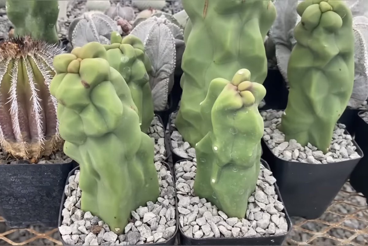 Alguien conoce el ID de este cactus? 🙏🏻 Tiene cara de algún tipo de stenocereus 
*fotos tomadas de internet