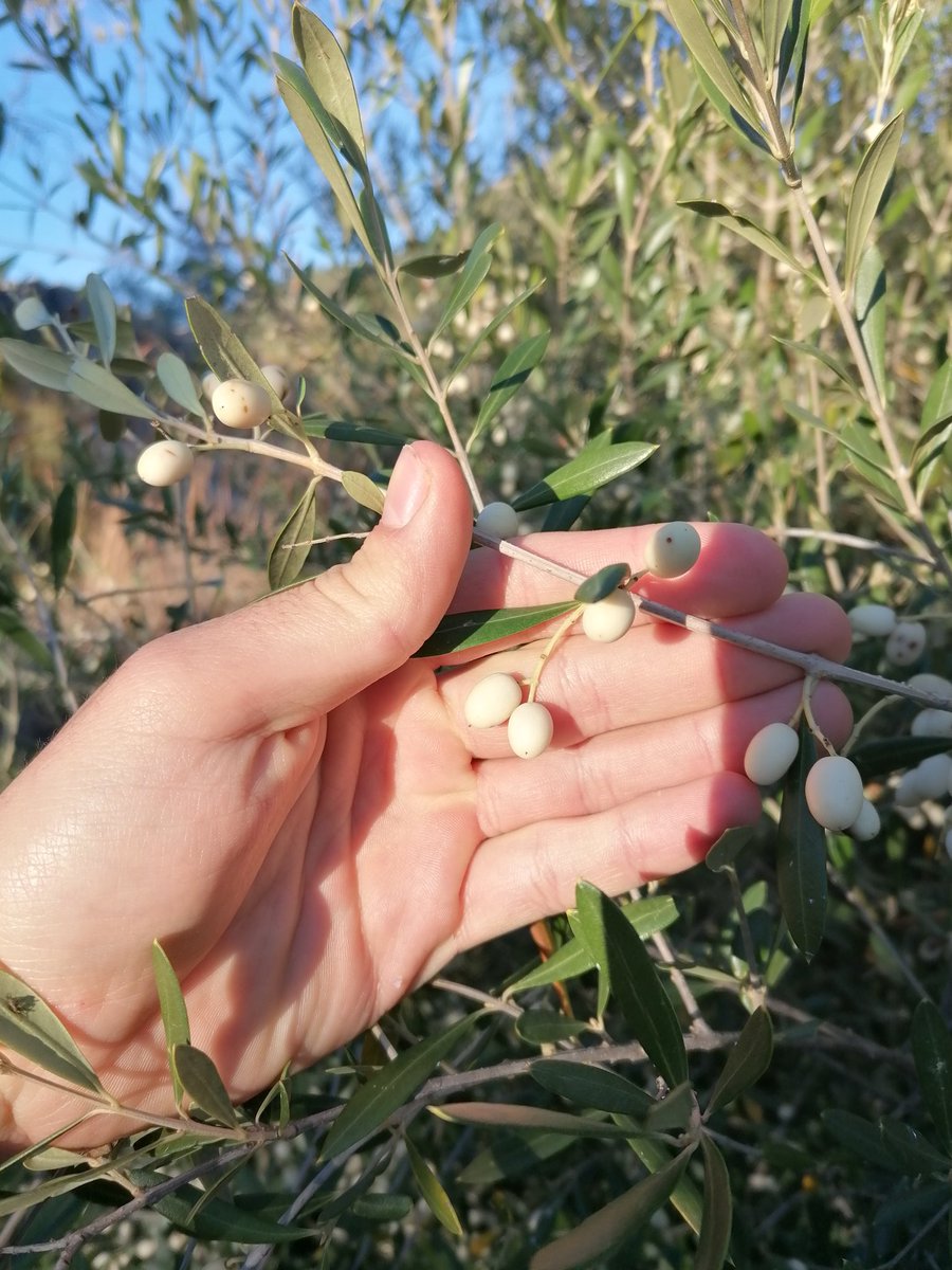 Marc_rubiooo's tweet photo. El acebuche (Olea oleaster), es la subespecie primitiva del olivo doméstico.
Debido variabilidad natural, han aparecido individuos que presentan frutos de color blanco y no negro como es común.
Sin embargo es una rareza ya que aparece en un individuo entre miles. https://t.co/FlijiZbMiG