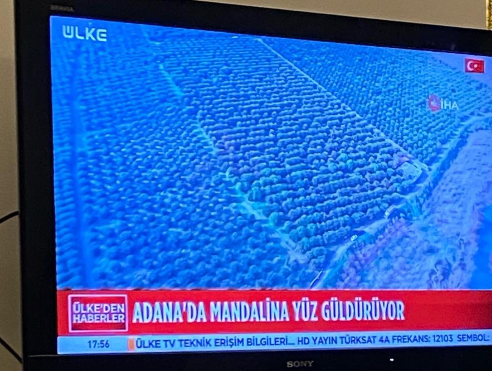 aky977's tweet photo. Haber kanalına göre, üretici olarak borçlarımın hepsini ödeyip, üzerine bir sürü param kalmış. 2. Resim bugün bahçemden çektiğim görüntü. Söylesem tesiri yok. Sussam, gönül razı değil.
@irfandonat @tarimyazari
#Narenciye #Mandalina #Limon #Türkiye #Adana #Kozan https://t.co/Y73fVVApyf