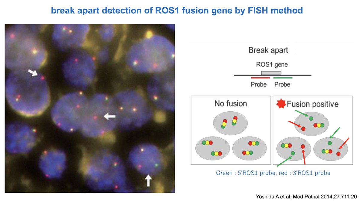 Katsuaki Maehara 🇯🇵 tweet media
