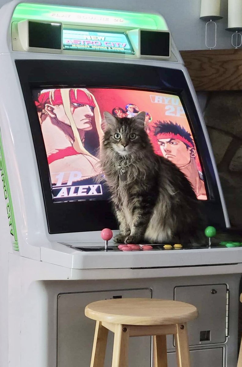 Bodega Cats (@bodegacats_) on Twitter photo 
