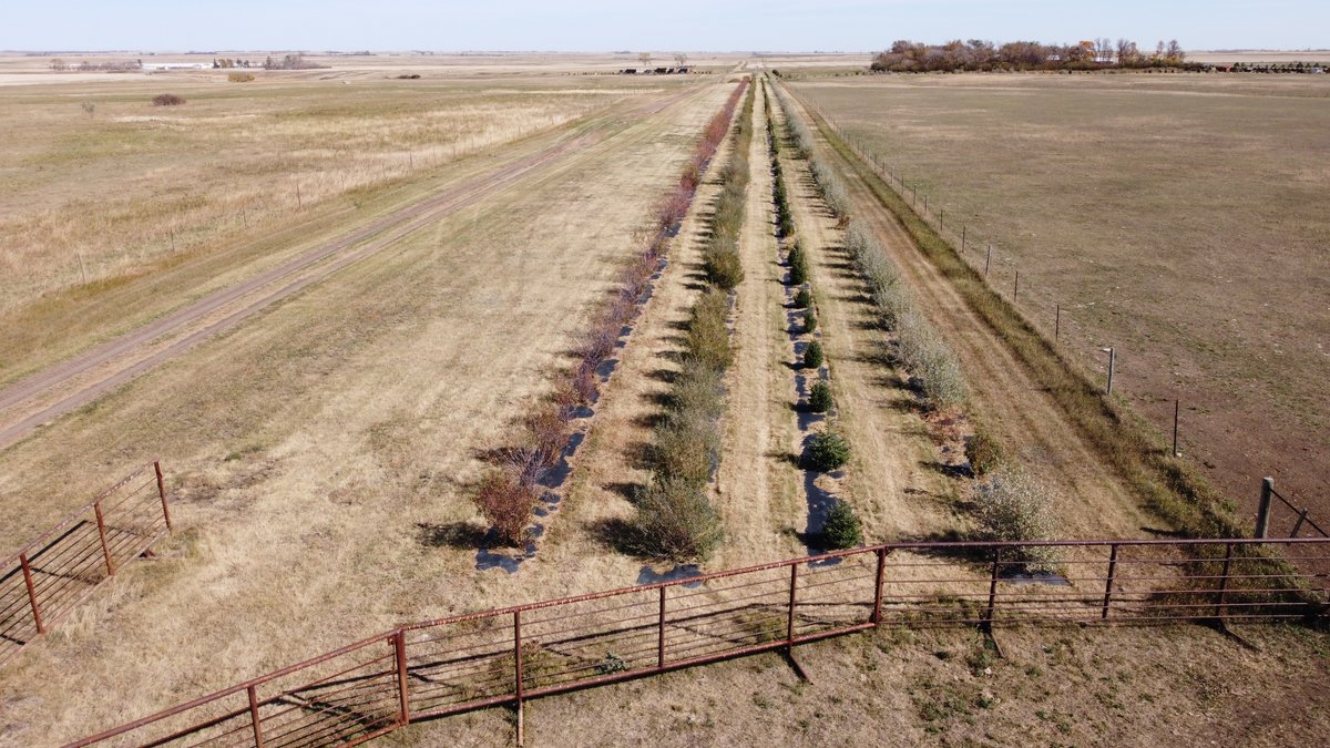 NRCS_NDakota's tweet image. #ConservationConversation. Successful Drone Service used for #NRCS program #MBRI (Migratory Bird Resurgence Initiative) in Burke Soil Conservation District offers bird’s eye observation of bale grazing systems, saline grass seedings, and more!