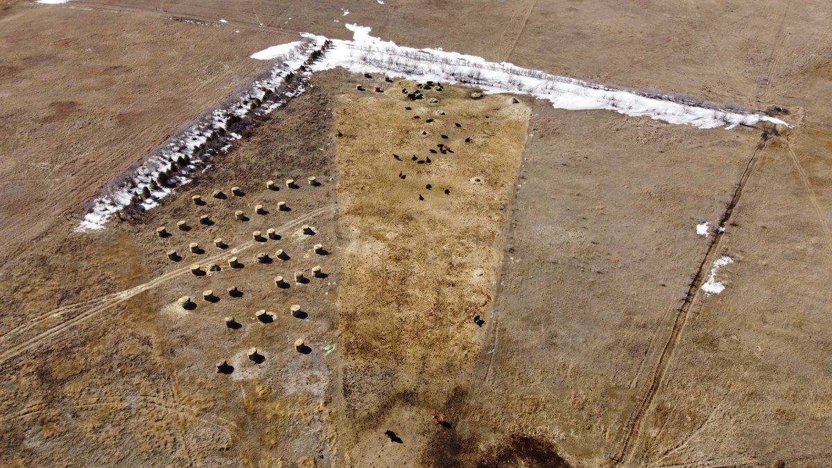NRCS_NDakota's tweet image. #ConservationConversation. Successful Drone Service used for #NRCS program #MBRI (Migratory Bird Resurgence Initiative) in Burke Soil Conservation District offers bird’s eye observation of bale grazing systems, saline grass seedings, and more!