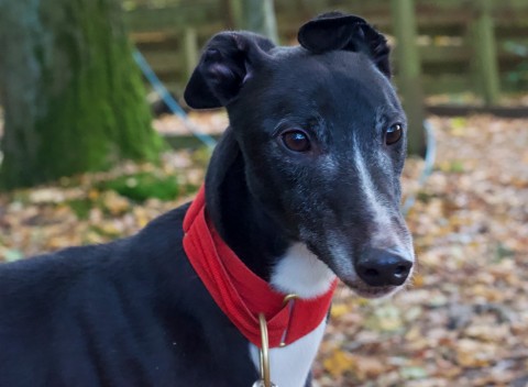 Please retweet to help Bobby find a home #FIFE #SCOTLAND #UK FOR ADOPTION 🐶✅ Sweet, slight Greyhound, tuxedo bib. He walks well on the lead and can live with another Greyhound. Please contact the shelter for more information ☎️ 07826244765 DETAILS OR APPLY👇