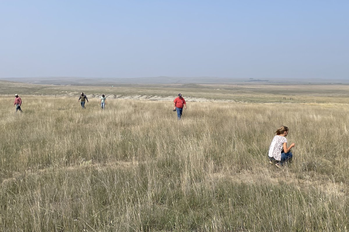NRCS_NDakota's tweet photo. #ConservationConversation. In Sept. 2023 a Big Sagebrush Plantings project was followed up by the Bismarck Plant Materials Center and #NRCS ND personnel. Sagebrush was planted to develop/improve habitat for declining #SageGrouse populations; #NRCS Sage Grouse Initiative. https://t.co/ayTkeyAZH4