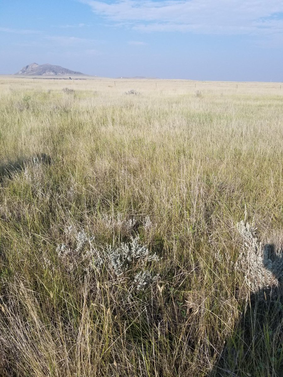 NRCS_NDakota's tweet photo. #ConservationConversation. In Sept. 2023 a Big Sagebrush Plantings project was followed up by the Bismarck Plant Materials Center and #NRCS ND personnel. Sagebrush was planted to develop/improve habitat for declining #SageGrouse populations; #NRCS Sage Grouse Initiative. https://t.co/ayTkeyAZH4