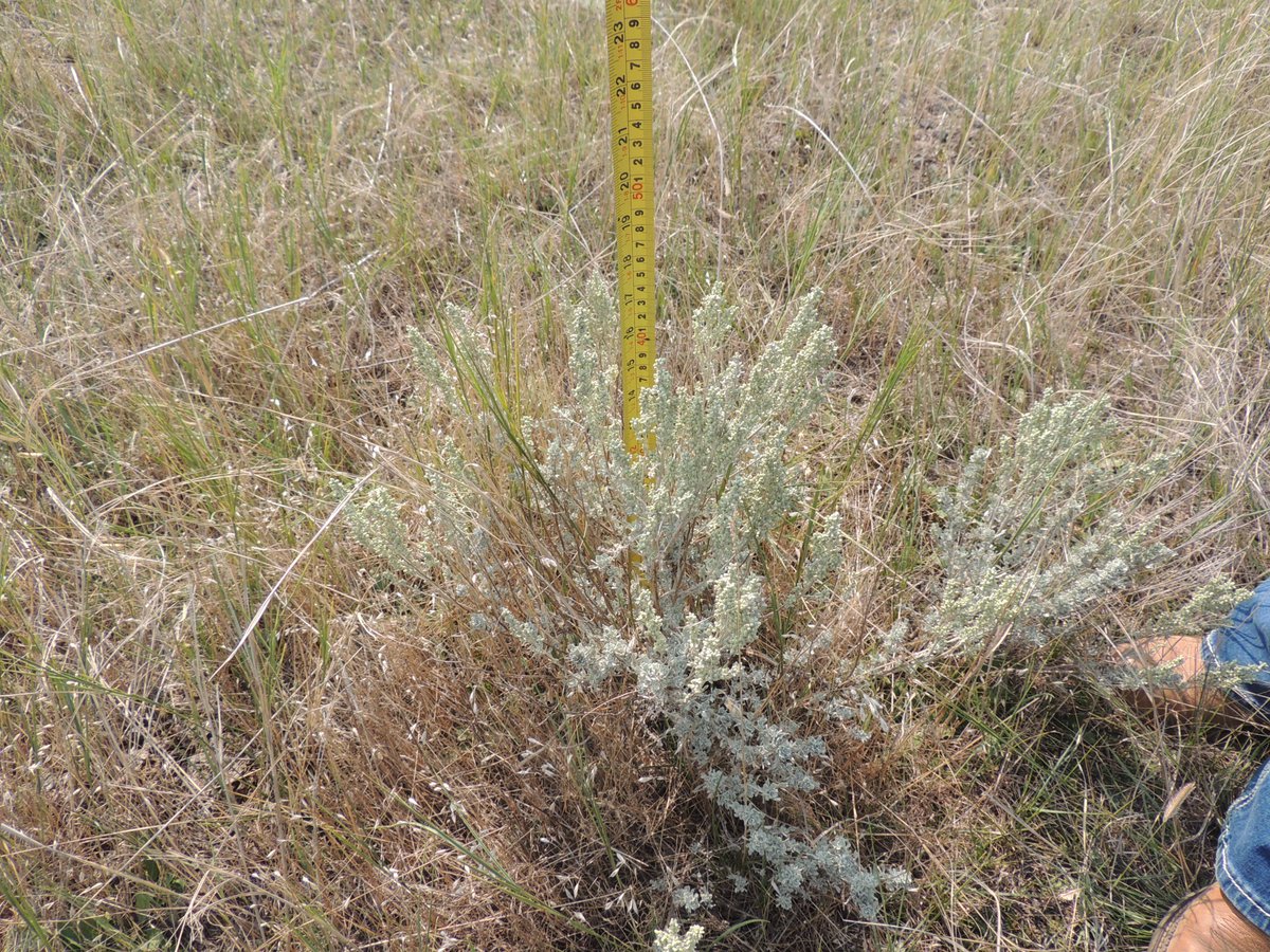 NRCS_NDakota's tweet photo. #ConservationConversation. In Sept. 2023 a Big Sagebrush Plantings project was followed up by the Bismarck Plant Materials Center and #NRCS ND personnel. Sagebrush was planted to develop/improve habitat for declining #SageGrouse populations; #NRCS Sage Grouse Initiative. https://t.co/ayTkeyAZH4