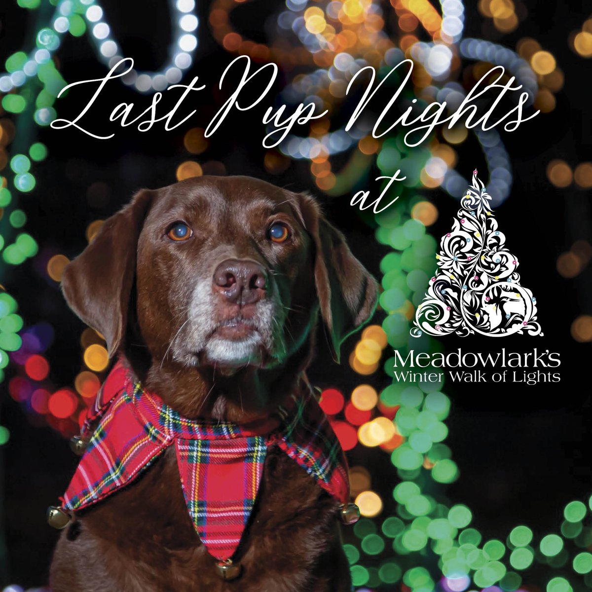 Calling all Fur Babies! January 2, 5, and 7 are the last Pup Nights of Meadowlark's Winter Walk of Lights season. 

Tickets for you and your pup must be purchased online. 

Tickets: ow.ly/vZ3s50Qn14q