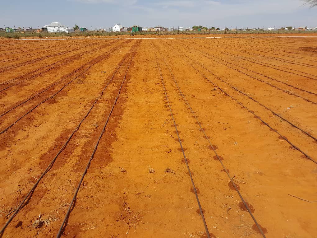 musse408's tweet photo. Abudwak🌱🚜 ✋
Kooxdeena farsamada ayaa magaalada caabudwaak ka hirgaliyay farsamada waraabka tifqinta ( Drip Irrigation 💧) , Tani waxay calaamad u tahay isbeddelka muhiimka ah ee kacaanka habka aan u wajaheyno beeraha 🌿💦 .
#HecterAgriTech
#DripIrrigation . 🚜💧 https://t.co/u8tJNguctq