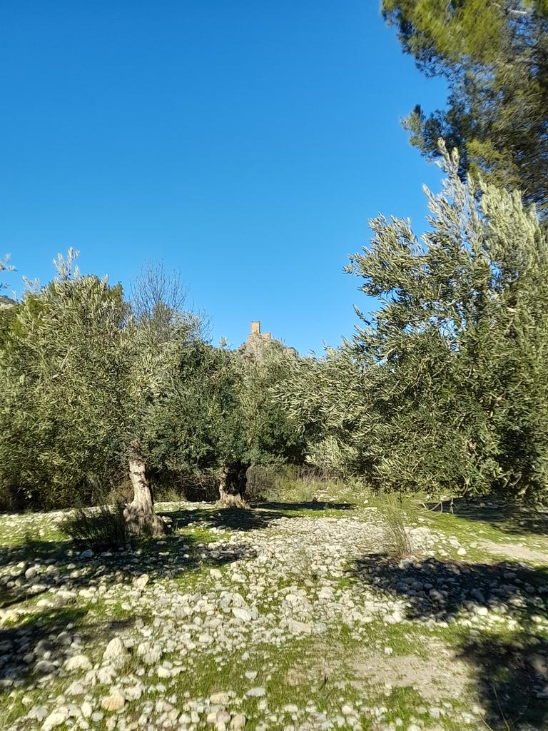 Hoy último día de campaña de la aceituna, con el castillo de #Otiñar al fondo. 🫒🚜
#haciendasantacristina #jaen #andalucia #oleoturismo #olivartradicional #atorimar #aovehsc #aceitedeolivavirgenextra #aove #campañaaceituna #cosecha2023 #jovenesagricultores #ultimodia #mundorural