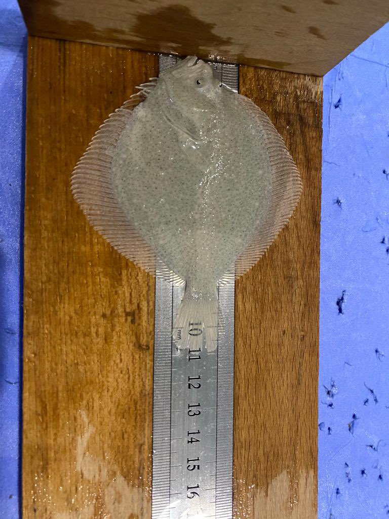 Kalkan Balığı (Scophthalmus maximus) Yetiştiricilik Tekniklerinin Geliştirilmesi projesi çalışmalarımız devam ediyor.  #turbot