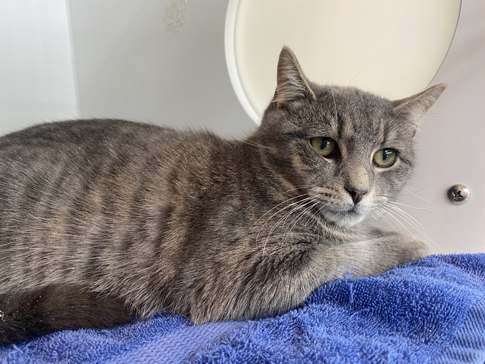 NYCDEATHROWCATS's tweet photo. THERE ARE 28 ANIMALS ( 9 CATS &amp; 19 DOGS)  AT RISK FOR THURSDAY  1/4/24 DEADLINE IS NOON. PLEASE SHARE, FOSTER, ADOPT, TAG FRIENDS, POST TO SOCIAL MEDIA SITES, PLEDGE TO HELP SAVE THEIR LIVES. NEW PHOTOS https://t.co/Rt2PL8RaPy https://t.co/AfZLGbUmSR