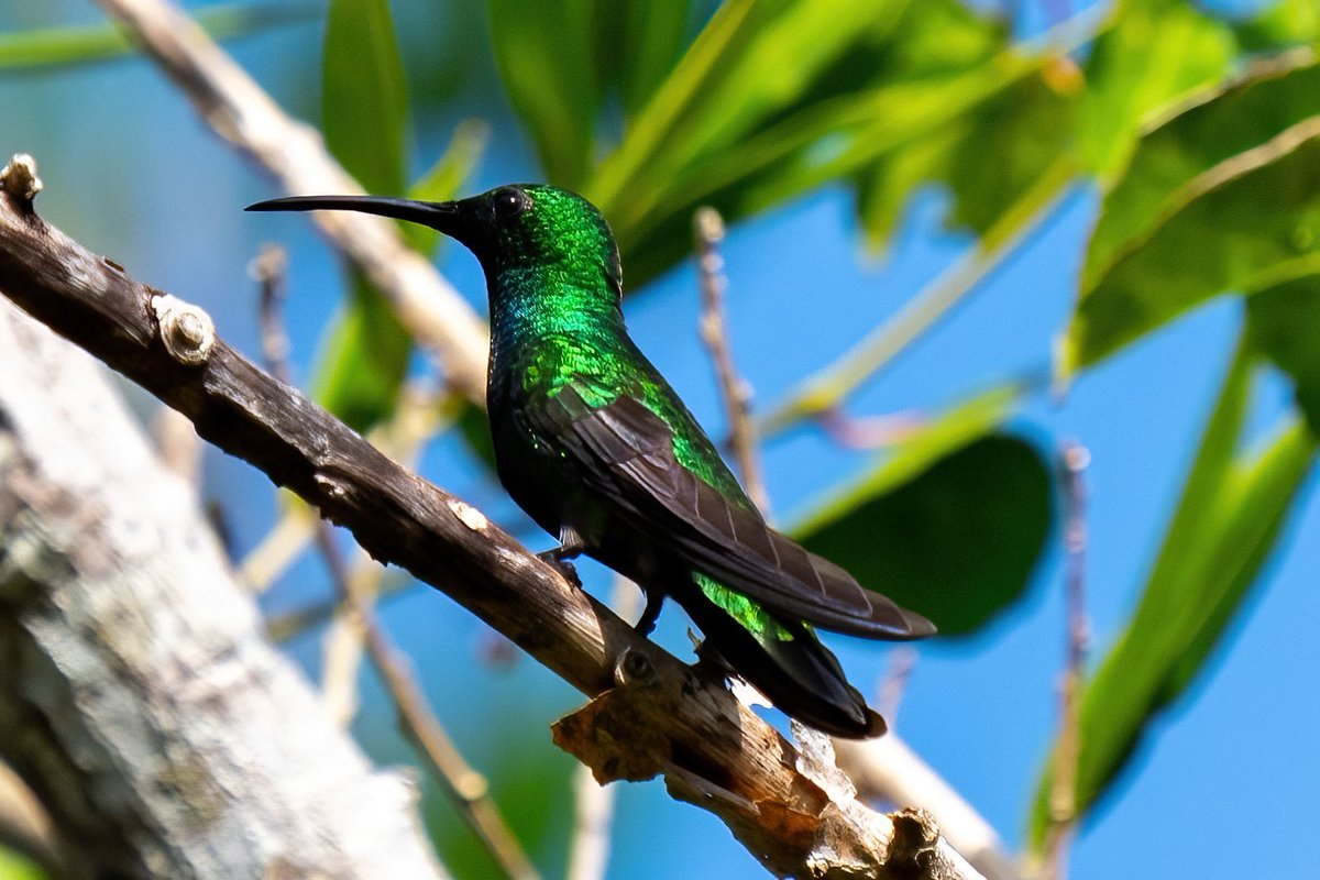 mitoGFP's tweet photo. Veraguan Mango and Snowy-bellied humming bird (front and back) #BirdsSeenIn2023 #birdphotography #sonyA1 #birdwatching #wildlifephotography #panama #BirdTwitter #birding #BirdsOfTwitter #canopylodge @inaturalist #panamabirds #birdsofpanama #hummingbird https://t.co/lM7Yj4wEPn