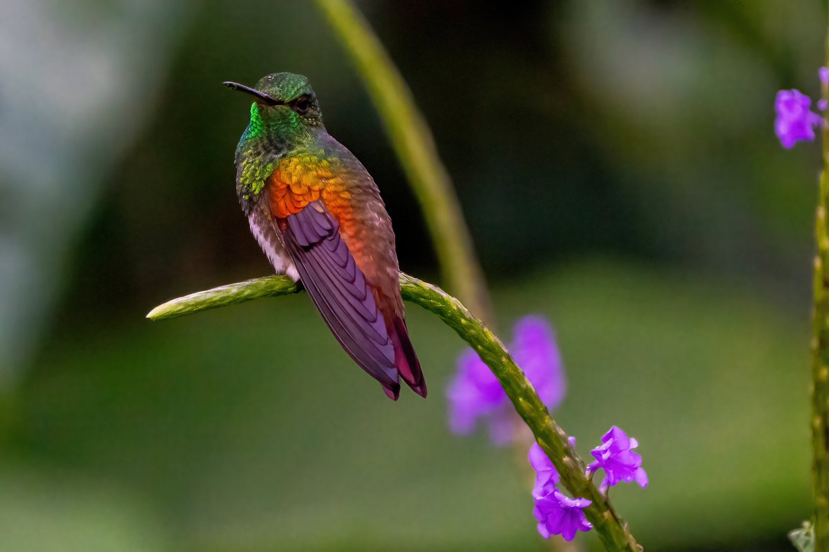 mitoGFP's tweet photo. Veraguan Mango and Snowy-bellied humming bird (front and back) #BirdsSeenIn2023 #birdphotography #sonyA1 #birdwatching #wildlifephotography #panama #BirdTwitter #birding #BirdsOfTwitter #canopylodge @inaturalist #panamabirds #birdsofpanama #hummingbird https://t.co/lM7Yj4wEPn