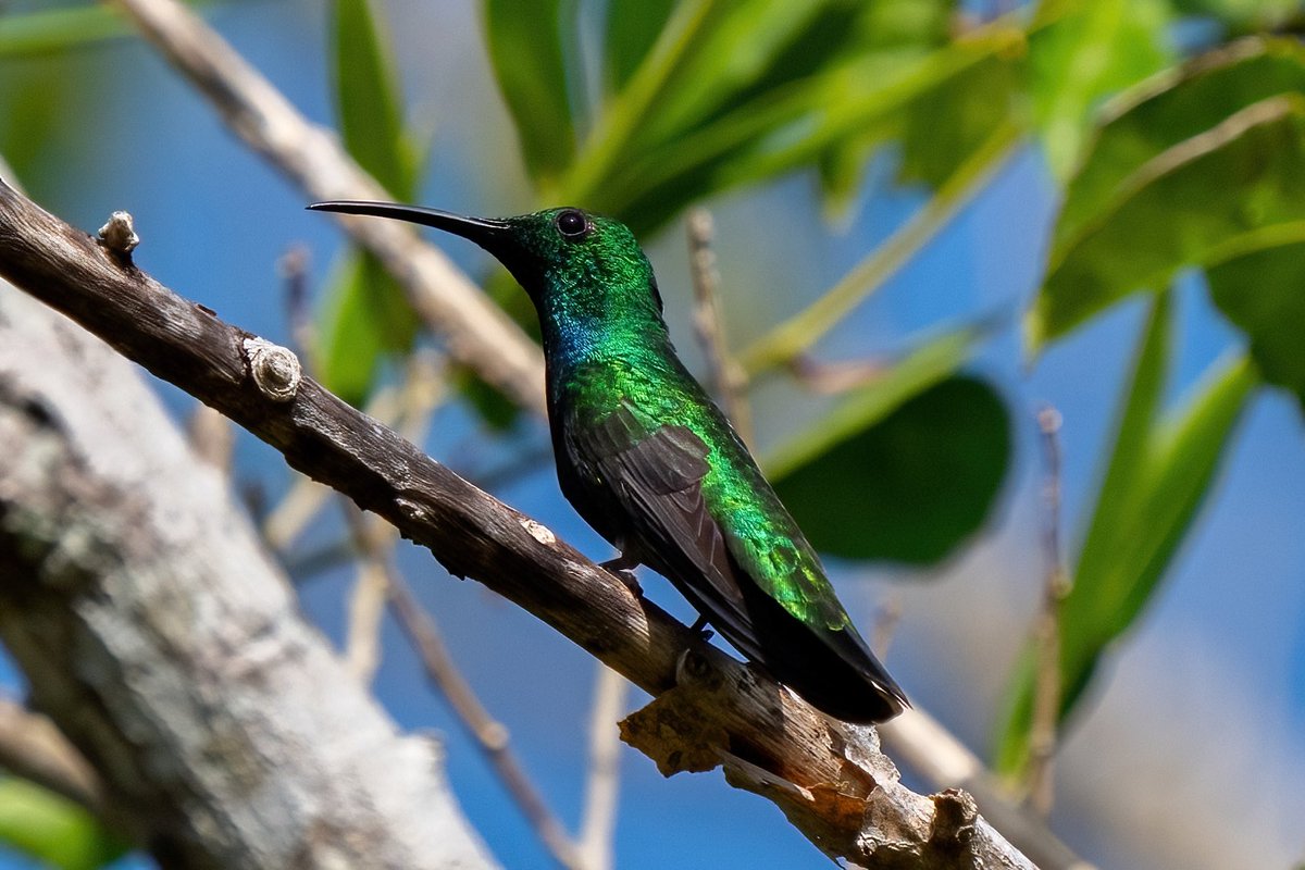 mitoGFP's tweet photo. Veraguan Mango and Snowy-bellied humming bird (front and back) #BirdsSeenIn2023 #birdphotography #sonyA1 #birdwatching #wildlifephotography #panama #BirdTwitter #birding #BirdsOfTwitter #canopylodge @inaturalist #panamabirds #birdsofpanama #hummingbird https://t.co/lM7Yj4wEPn
