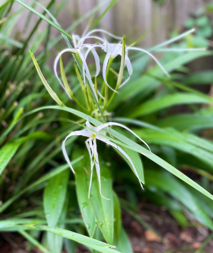BronFredericks's tweet photo. The spider lilies - Hymenocallis littoralis are flowering after the rain. #Dunwich, North #StradbrokeIsland - #Goompi #Minjerribah #Quandamooka #Qld #Australia https://t.co/iX8TiztNf4
