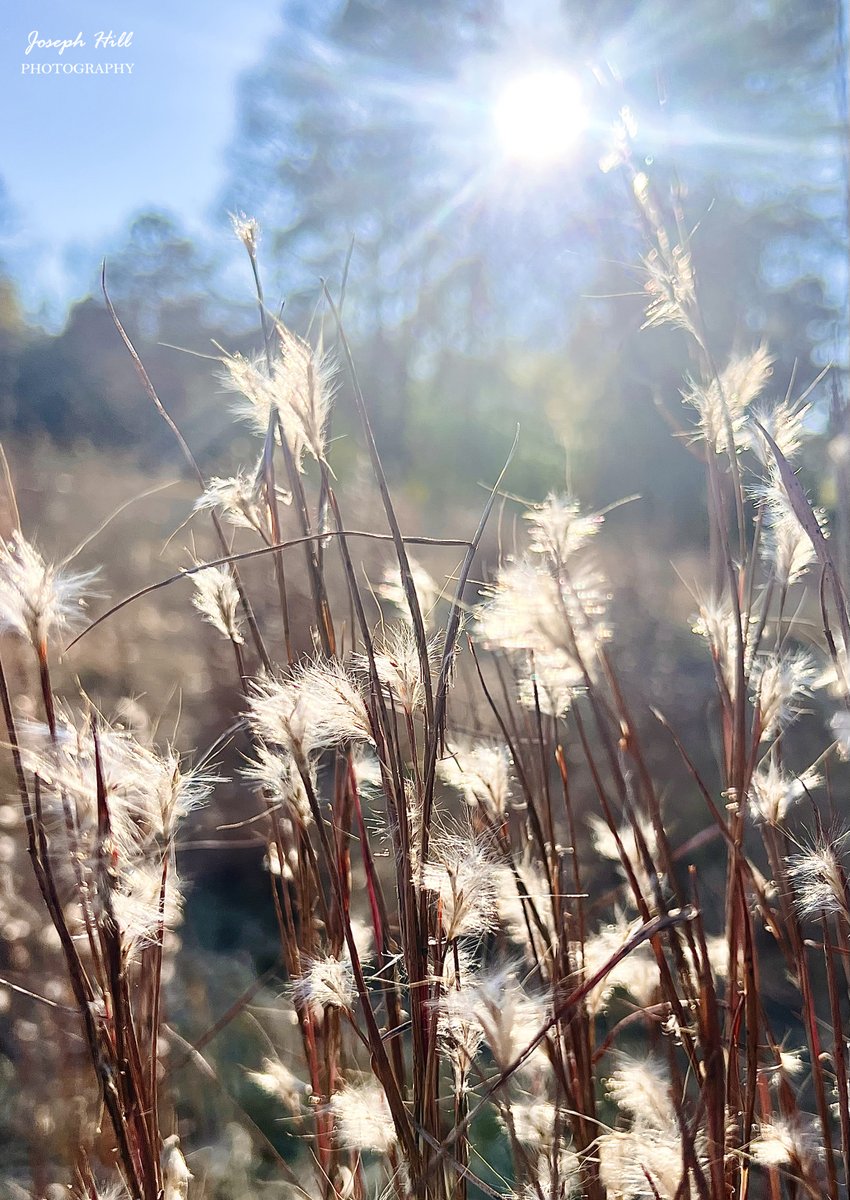 JosephHill3794's tweet photo. Little Bluestem🌱
Photo By: Joseph Hill🙂📸🌱
#littlebluestem #bluestem #grass #field #nature #sunlight #beautiful #peaceful #NaturePhotography #SouthernPinesNC #January https://t.co/a2TFKRRMuG