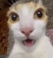 taehyun as cats (@taehyuncats) on Twitter photo 