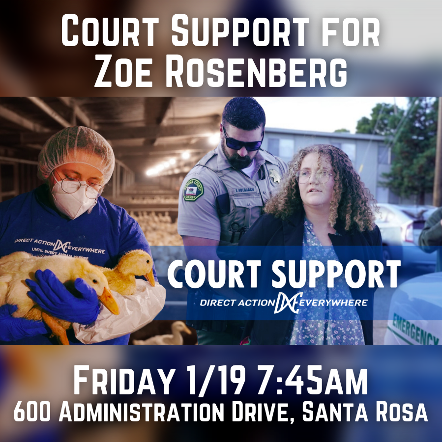 Join us in support of animal rescuer Zoe Rosenberg and the #RightToRescue!
Our friend is facing 5 felonies and 3 misdemeanors relating to a nonviolent open rescue that happened at the Petaluma Poultry slaughterhouse.
We will continue to rise in the face of this repression.
Dress