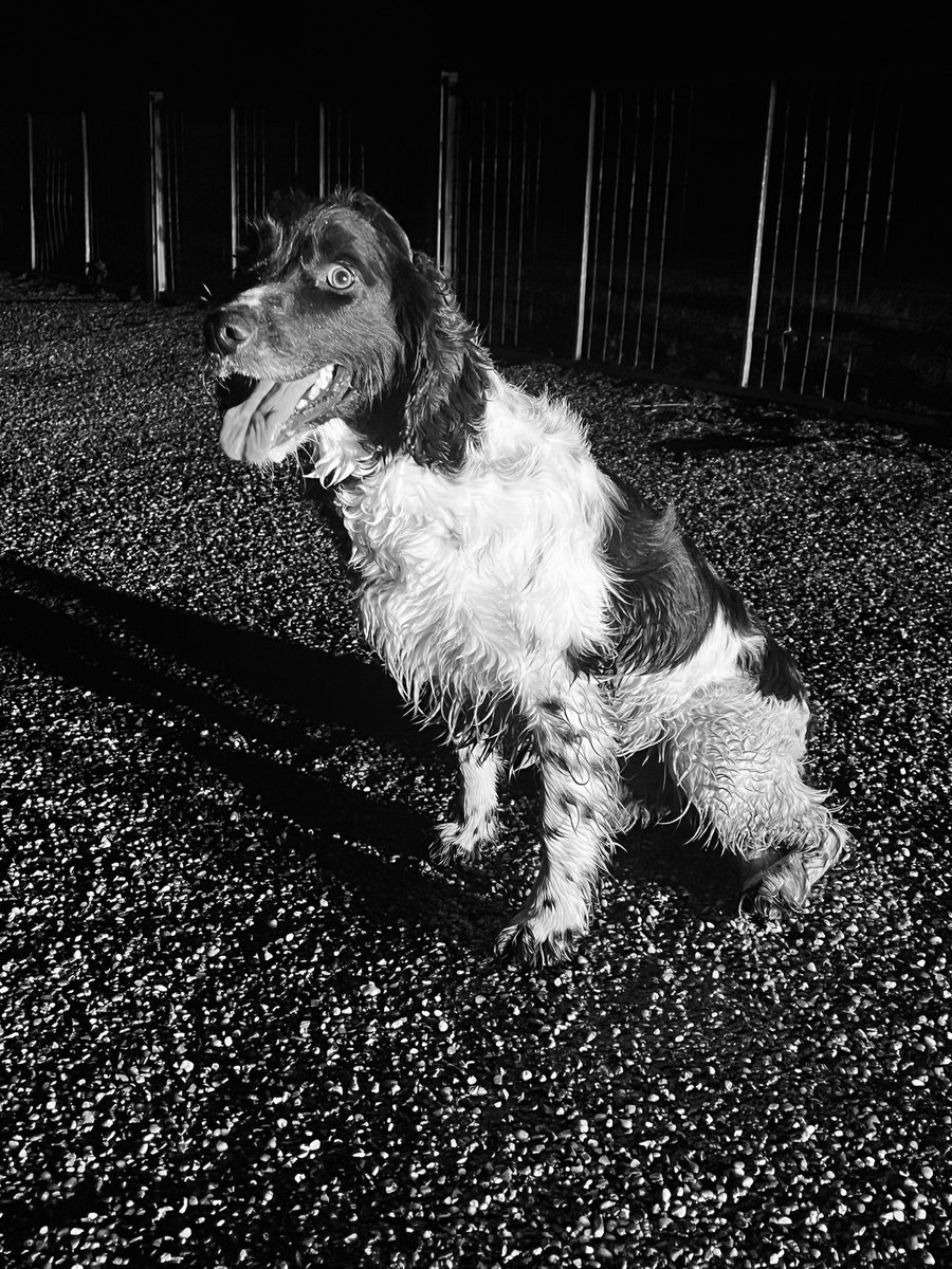 NS PoliceDogs tweet media