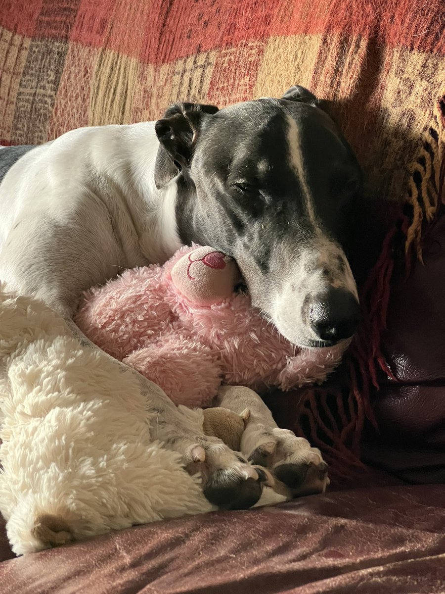 LisaTMSA's tweet photo. May the night be kind & offer some rest. Dexter sends some gentle light & ease๐ #LoveHimSo. Heโs a great example of safe & regulated. And also reminds us to gather around those things that comfort, nurture & bring ease & joy๐ฅฐ #GoGently https://t.co/utANNIilln