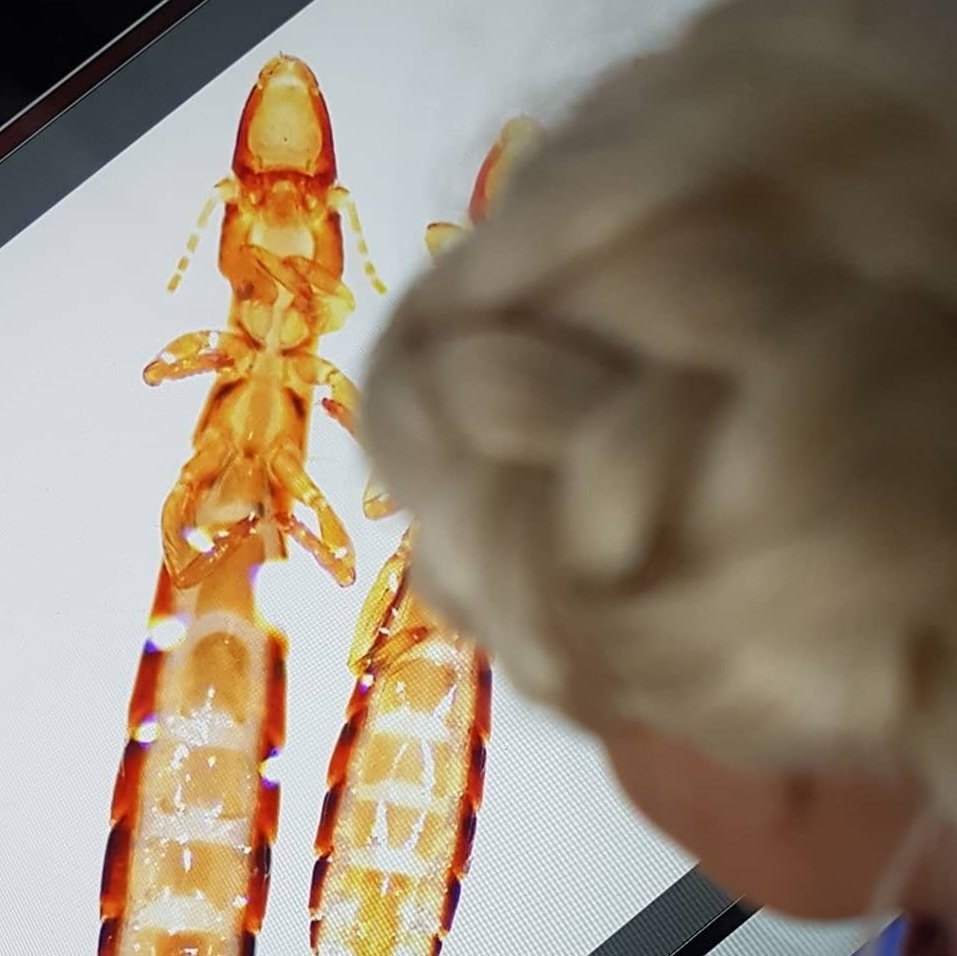 @entobarbie tweet media