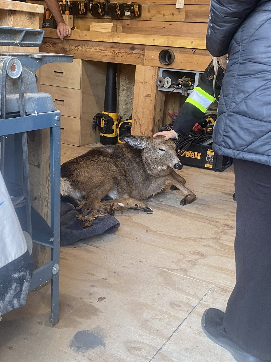OttFire's tweet photo. At approx. 14:01 this afternoon, a concerned citizen reported a deer drowning in the water near the 5000 block of Lorne Bridge Rd. Upon our arrival, the deer had made its way onto an ice shelf but could not stand due to hypothermia. Firefighters were able to safely get the deer to the shore and out of the water at 14:23. Firefighters wrapped the deer in a blanket and a kind off-duty @OttawaPolice Officer allowed us to put the deer in their work shed to provide more heat. The deer eventually regained use of its legs and was released back into the forest. #OttNews