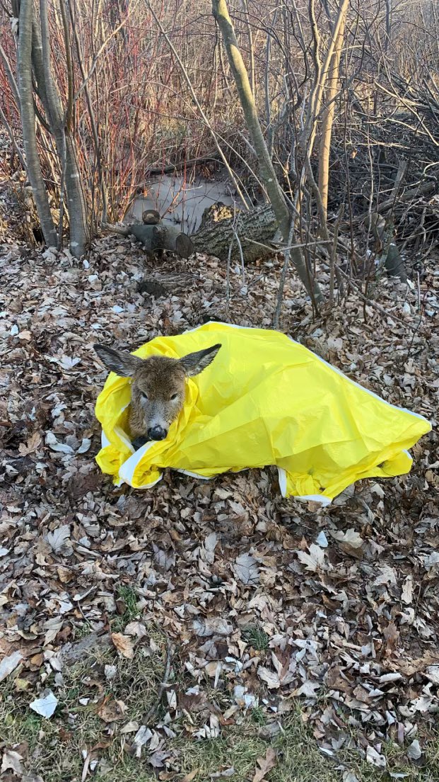 OttFire's tweet photo. At approx. 14:01 this afternoon, a concerned citizen reported a deer drowning in the water near the 5000 block of Lorne Bridge Rd. Upon our arrival, the deer had made its way onto an ice shelf but could not stand due to hypothermia. Firefighters were able to safely get the deer to the shore and out of the water at 14:23. Firefighters wrapped the deer in a blanket and a kind off-duty @OttawaPolice Officer allowed us to put the deer in their work shed to provide more heat. The deer eventually regained use of its legs and was released back into the forest. #OttNews