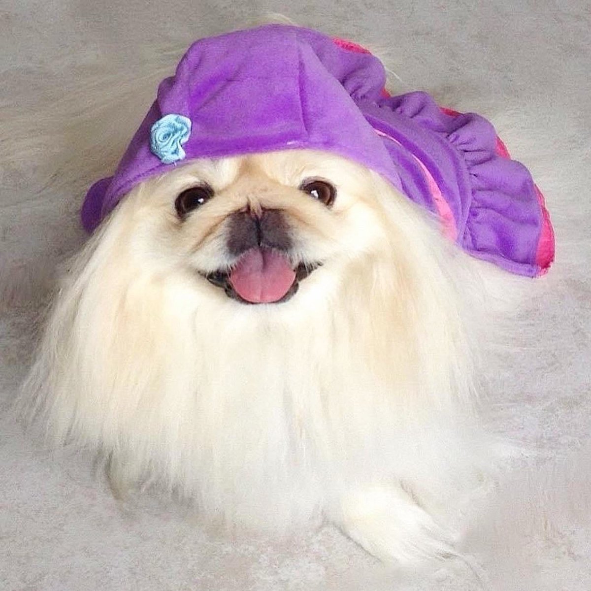 LilCaliGurl's tweet photo. Hi Janooary! #winter ❄️ is on my head and #spring 🌸 is in my heart 💜
.
.
.
#caligurl #pekingese #doglife #dogslife #throughadogseyes #January #dogsinhats #dogsinscarfs #smilingdog #happydog #smileitscontagious #dogsinsweaters #january #January2024 https://t.co/Gkack31alL