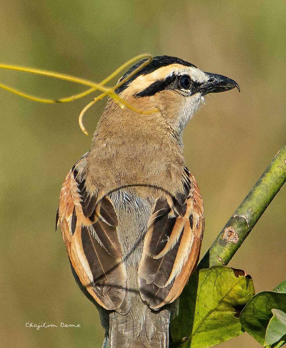 KChoji26228's tweet photo. Black-crowned tchagra

Location: Jos-Nigeria. https://t.co/tlDM2d7Z3h