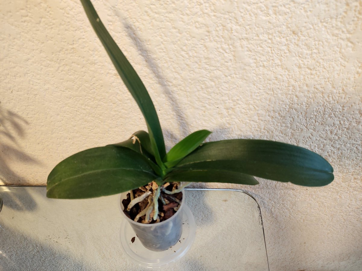 PamPalacio's tweet photo. @ChicoOrquideas Mi orquídea no ha floreado desde hace 3 años, sigue sacando hojitas verdes y raíces, pero nada de flores 😅☹️ https://t.co/8QnCQiSgxP