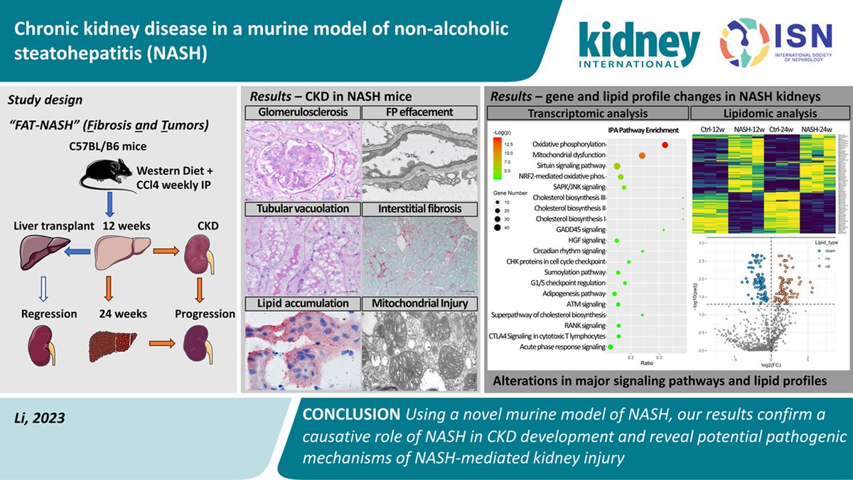 Kidney_Int's tweet photo. Chronic kidney disease in a murine model of non-alcoholic steatohepatitis (NASH)

https://t.co/ZxU9QthyLK

@IcahnMountSinai @MountSinaiLiver @ISMMSKidney
#CKD #fibrosis #transcriptomes #lipidomics https://t.co/xn4zsXiHlG