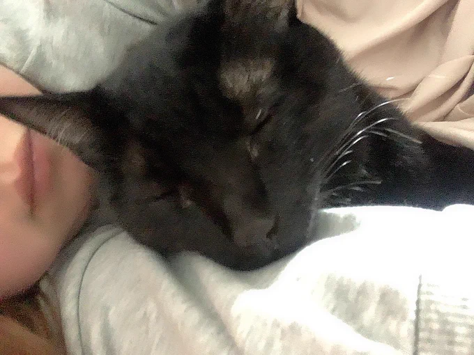 この可愛いねこよずっと隣で寝てたね 