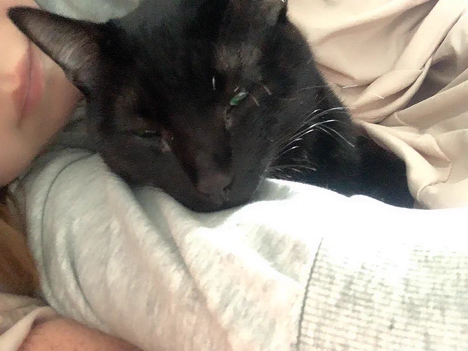 この可愛いねこよずっと隣で寝てたね 