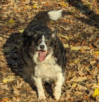 millypod1's tweet photo. ๐31 DEC 2023 #Lost SAUL #ScanMe #Tagged
OLDER Black & White Border Collie Male
Northwich Rowing Club #Cheshire #CW9 by the river, headed towards the town.
nr #Kingsmead #Leftwich #Davenham #Moulton #Winsford PLEASE SHARE. #STILLMISSING
https://t.co/oautH4e9pg https://t.co/EgoBufTAal