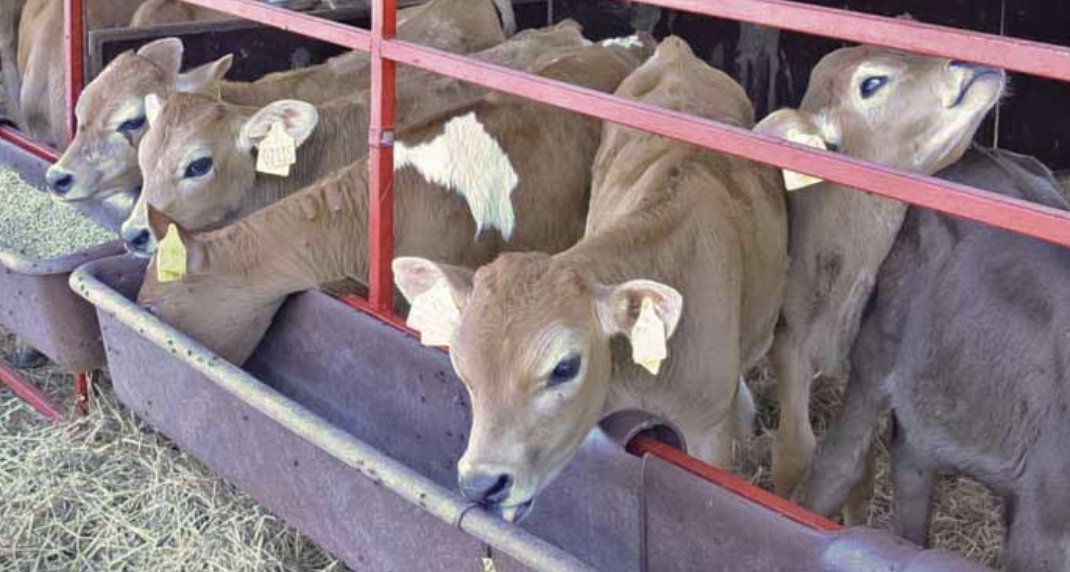 calf housing