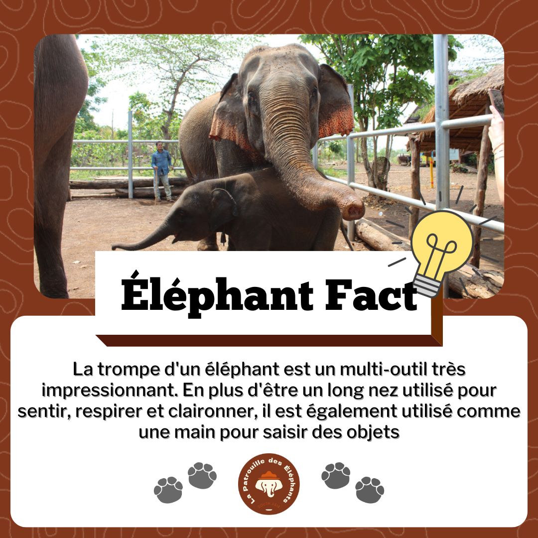 Patdeselephants's tweet photo. Le saviez vous ? 💡

La trompe d'un éléphant est un multi outil. Elle est utilisée pour sentir, respirer et saisir des objets.

ℹ️ La Patrouille des Éléphants est une organisation œuvrant pour la protection des éléphants d'Asie et de leur habitat sauvage.

#elephant #asie #lpde https://t.co/s8YoAWw2Cx