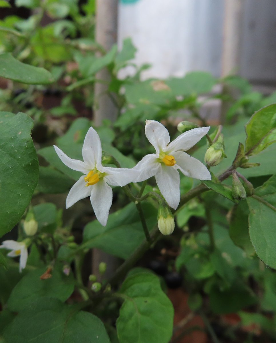 Wildwingsand's tweet photo. One of my favourite finds on my #NewYearPlantHunt  yesterday was this Black Nightshade - Solanum nigrum in a beautiful setting by the bins of the Sidmouth Cricket, Tennis and Croquet Club @BSBIbotany https://t.co/BZK3cRo053