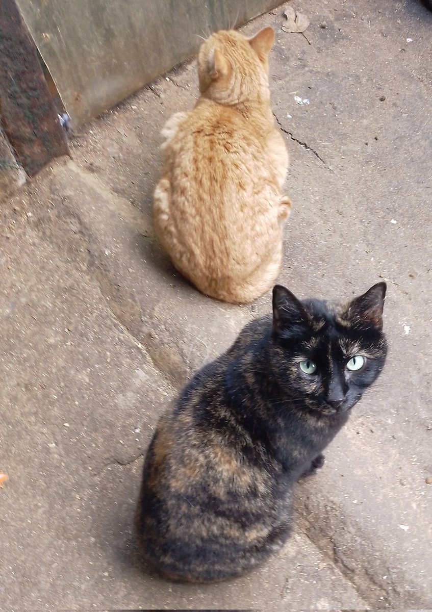 Thevoiceofcats's tweet photo. https://t.co/ap1GkXhcu4