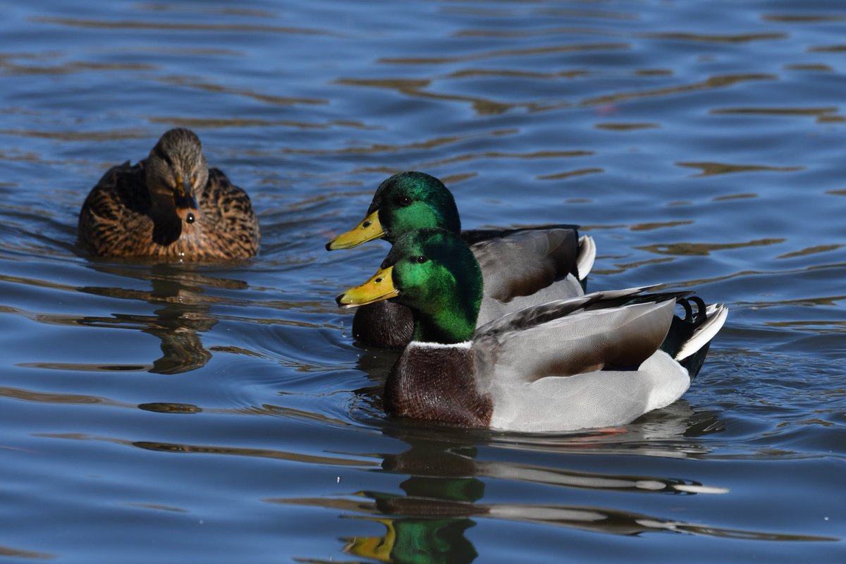 Happy Tuesday!!! 

Nikon D500
Sigma 150-600mm
Jesse Watkins Photography 

#mallards #greenheads #ducks #ducksunlimited #birds #birdphotography #wildlife #wildlifephotography #nikonusa #nikond500