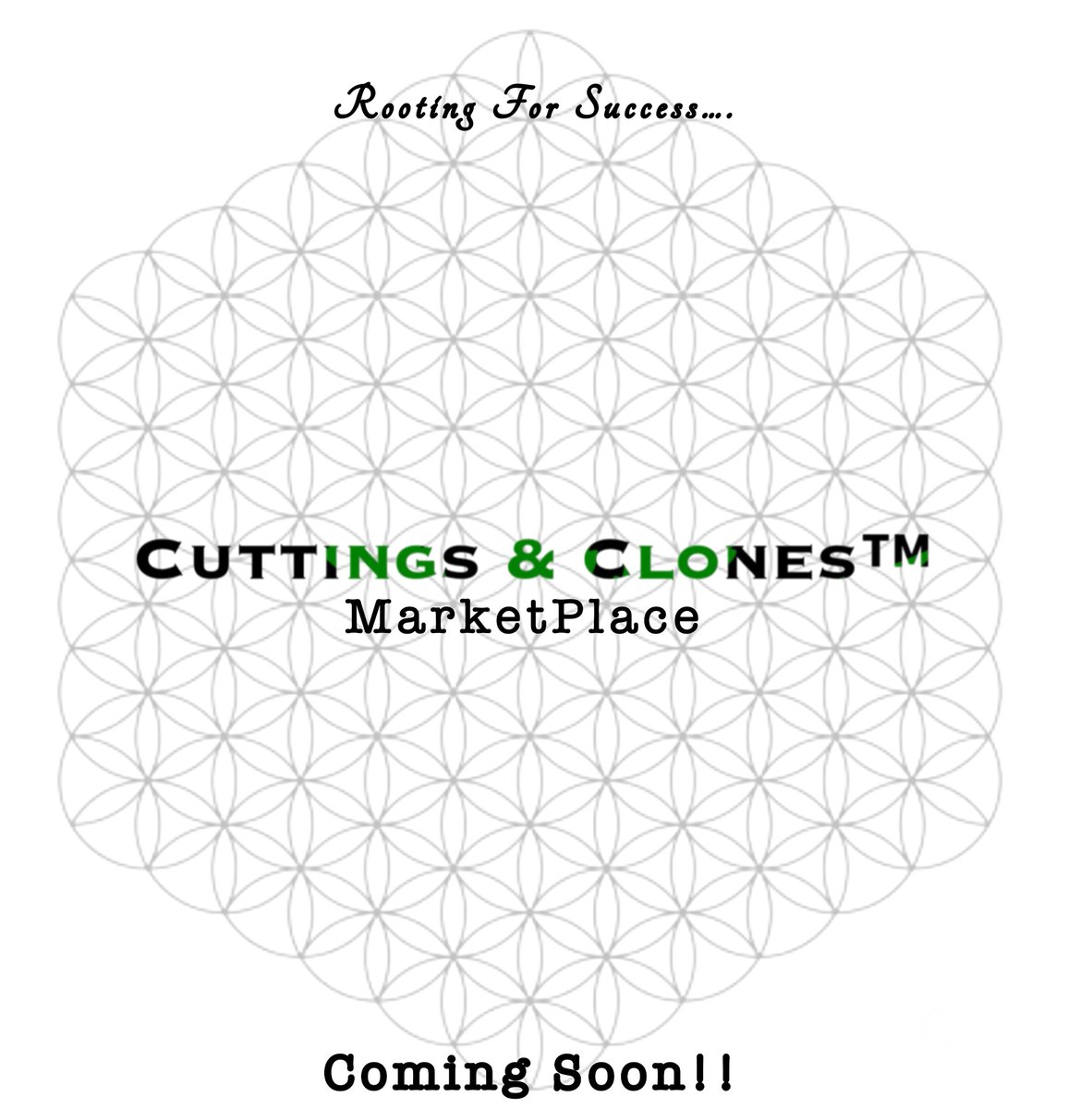CuttingsClones's tweet photo. https://t.co/DYO1e4OmER https://t.co/Wrvb4YHCxg