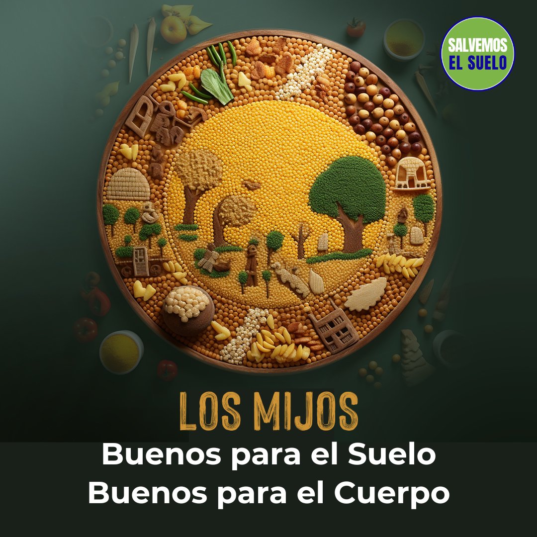 cpm_espanol's tweet photo. El mijo puede crecer en suelos de mala calidad y mejorarlos. Sus raíces airean los suelos compactados, lo que aumenta su contenido orgánico. Además es eficiente en el uso del agua: elimina la necesidad sistemas de riego costosos y perjudiciales para el medio ambiente.
#SaveSoil https://t.co/7z2e7xsRah
