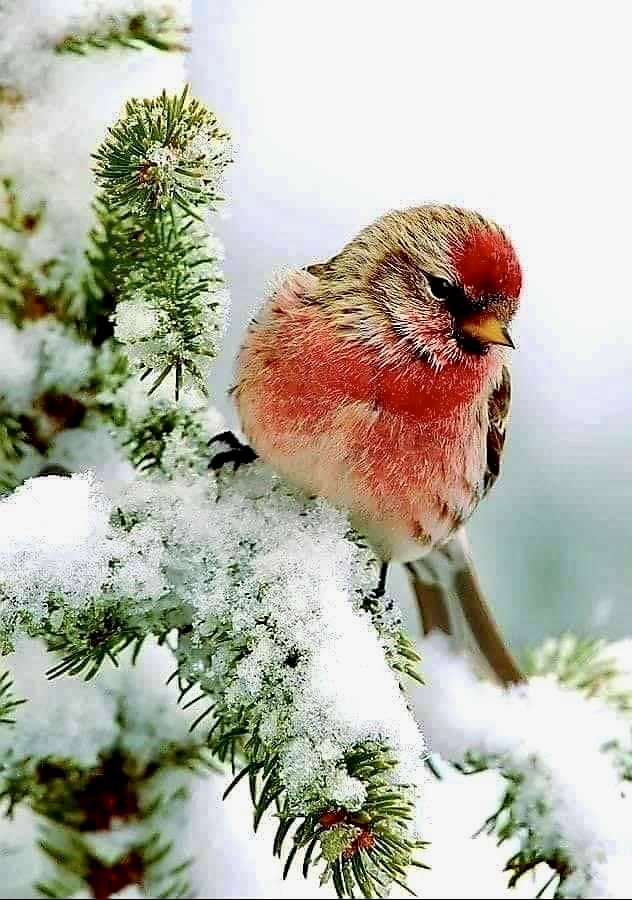 Have a beautiful Tuesday!🐦🌲❄️ #birds #nature