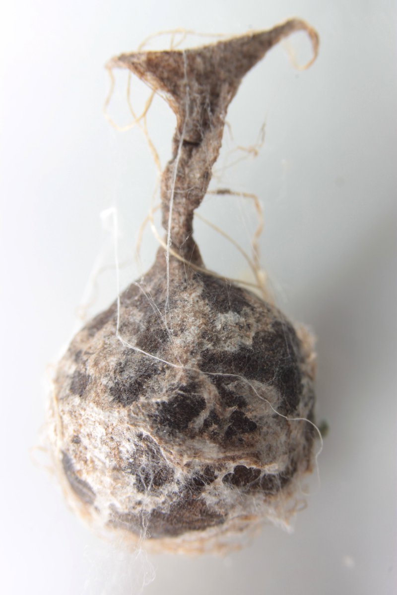Encontramos una ooteca de Mastophora (araña boleadora) y salieron bebés. Cosas interesantes:

-Los machos salen de la ooteca ya casi adultos, así ya pueden empezar a buscar hembras lo antes posible

-Los bebés tienen patas espinosas, porque todavía no hacen las bolas para cazar