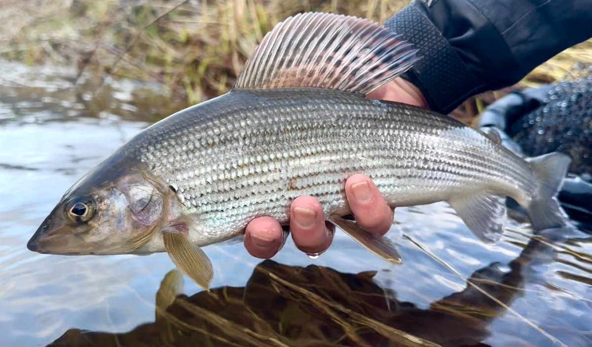 KingfisherGuide's tweet photo. Didn’t see a soul today! Absolute bliss 🎣 #grayling #graylingfishing #graylingflyfishing #biggrayling #graylingparade #graylingfly #flyfishing #fishinglife #fishinglife🎣 #river #riverfishing #riverfishinguk #riverfish #wildfish #wildfishing #ladyofthestream #fishingguide https://t.co/gxfiRTBXMl