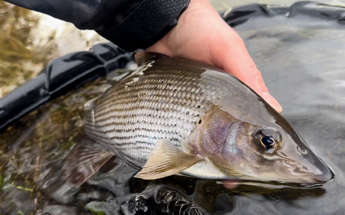 KingfisherGuide's tweet photo. Didn’t see a soul today! Absolute bliss 🎣 #grayling #graylingfishing #graylingflyfishing #biggrayling #graylingparade #graylingfly #flyfishing #fishinglife #fishinglife🎣 #river #riverfishing #riverfishinguk #riverfish #wildfish #wildfishing #ladyofthestream #fishingguide https://t.co/gxfiRTBXMl