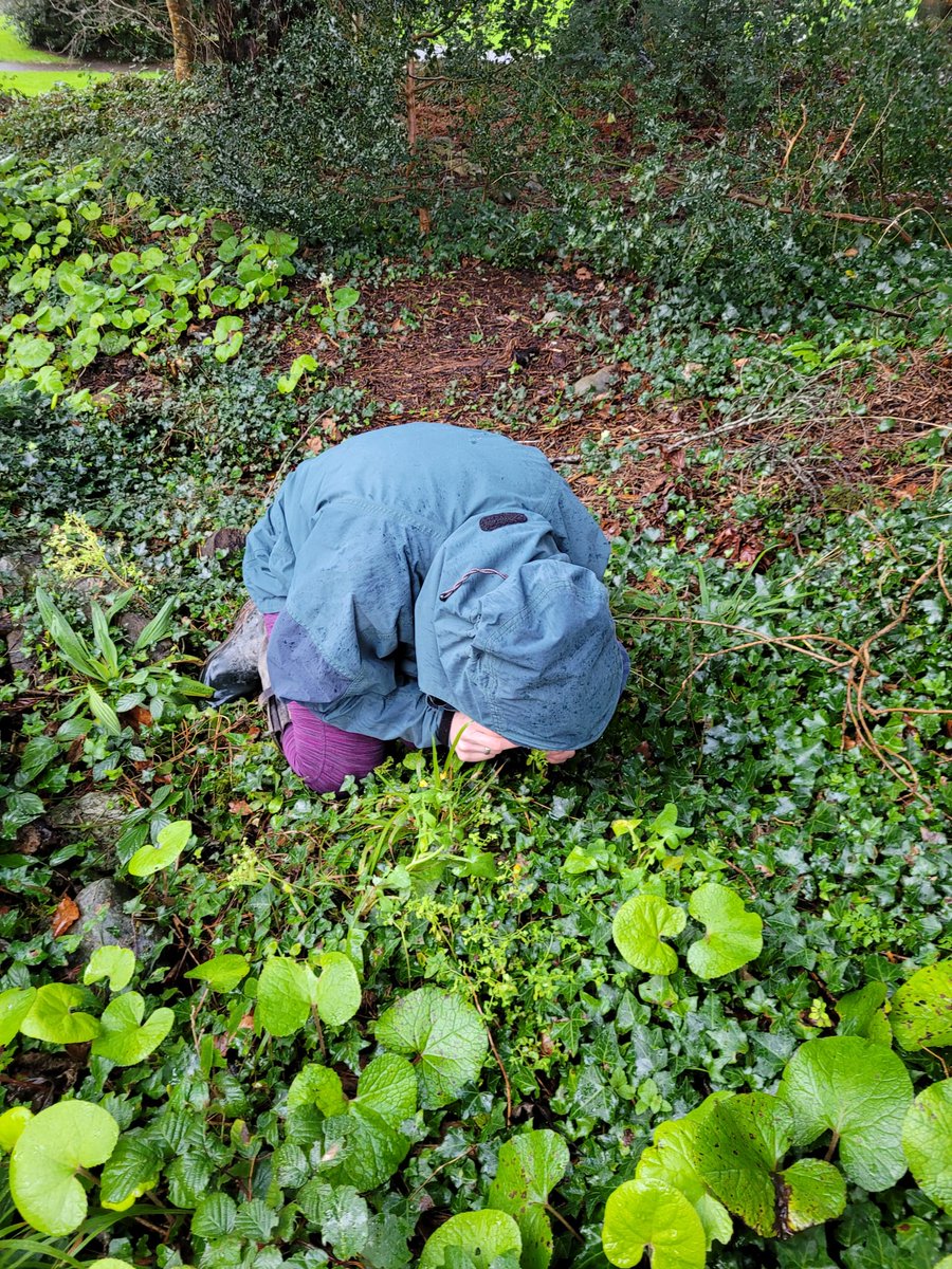 Well done Mary and co! 7 participants recorded 29 species in flower around the very flooded Muckross Peninsula- incl the obligatory Strawberry Tree (Arbutus unedo). The weather held up as well! Gutted to have missed it, well done guys, great job!🥰
#BSBIKerry #NewYearPlantHunt