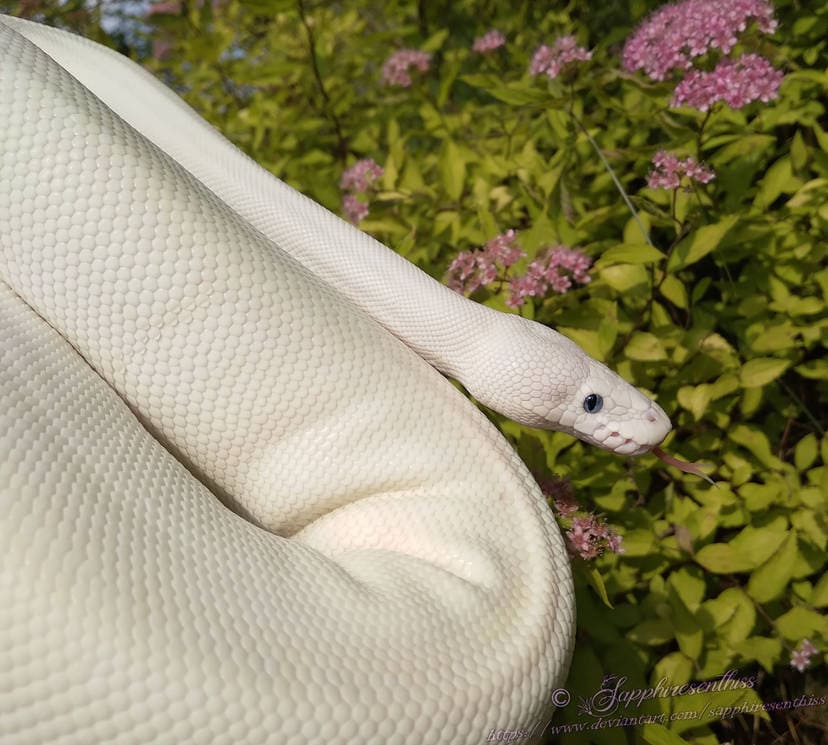 curbearth's tweet image. 7 Interesting Blue-Eyed Leucistic Ball Python Facts: bit.ly/3tK8fYP
#blueeyedleucisticballpython #ballpythons #Python #factsdaily