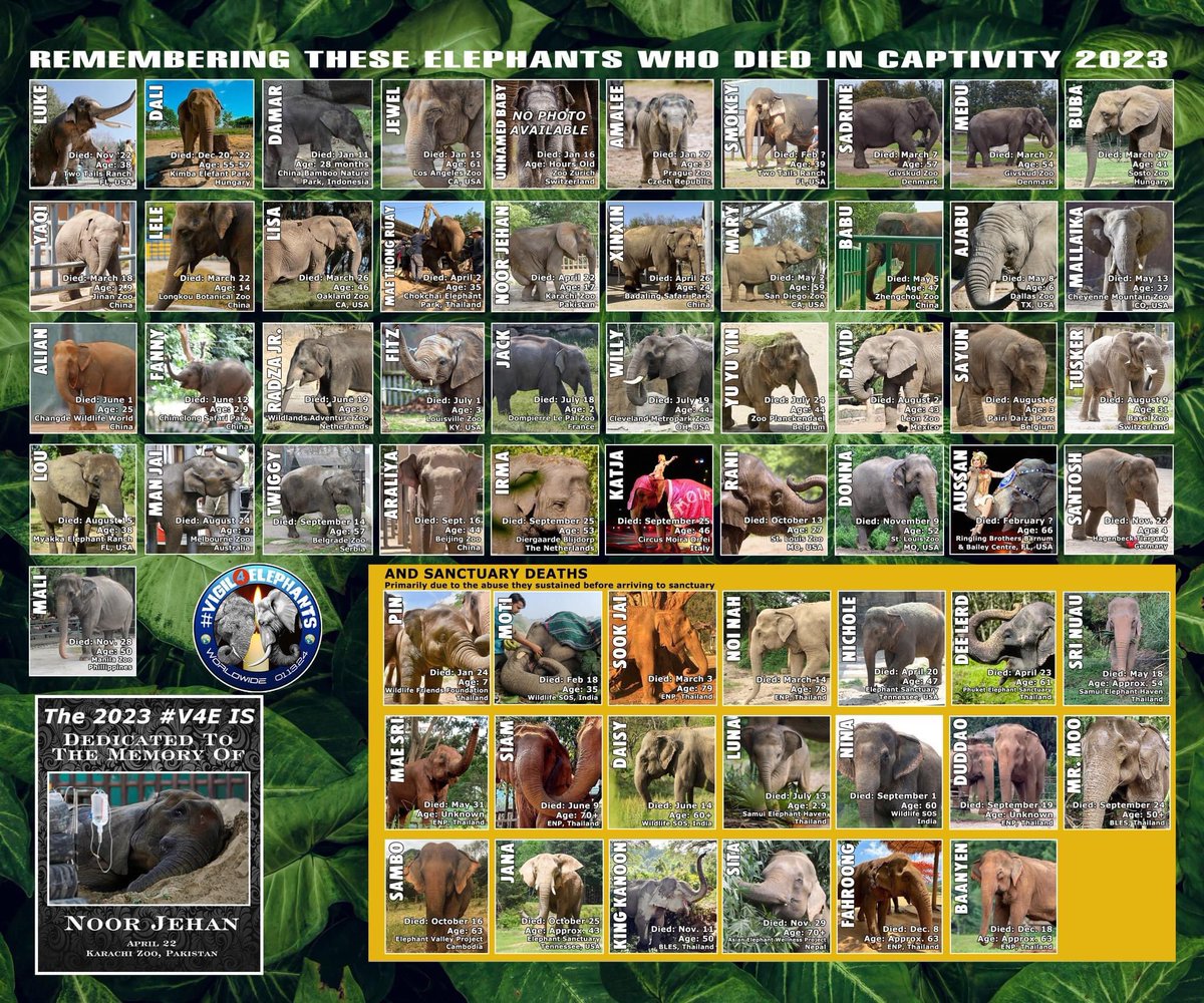 This is the FINAL graphic of captive elephant deaths for 2023. There were 41 zoo and/or circus elephant deaths and 20 sanctuary deaths in 2023, (plus countless temple, wild, logging, tourist elephants that are not in these counts) The average age of zoo/circus deaths